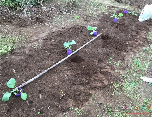 子どものための家庭菜園「春キャベツ」を植えました
