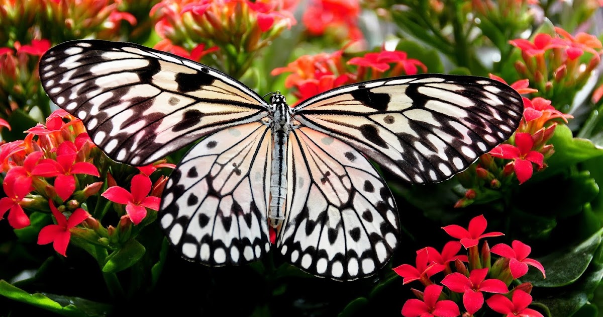 Joel Bartsch Exploring the Cockrell Butterfly Center in Houston’s