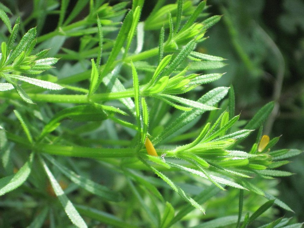 belfast herbalist Galium aparine L. Monograph