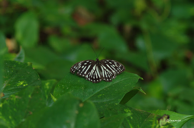 雞南山散步，台灣斑眼蝶