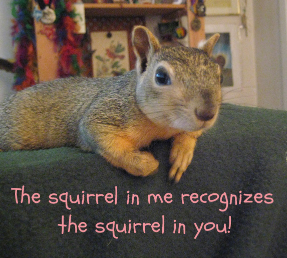 Mr.Nut Speaks: Nondual Musings of a Squirrel Messenger: Squirrel Oracle