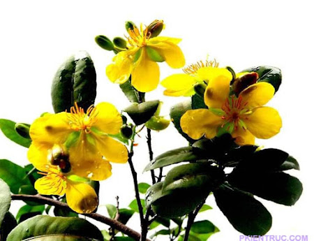 Cuối xuân nhớ phố thương rừng- Sông Cửu Cuối xuân nhớ phố thương rừng- Sông Cửu
