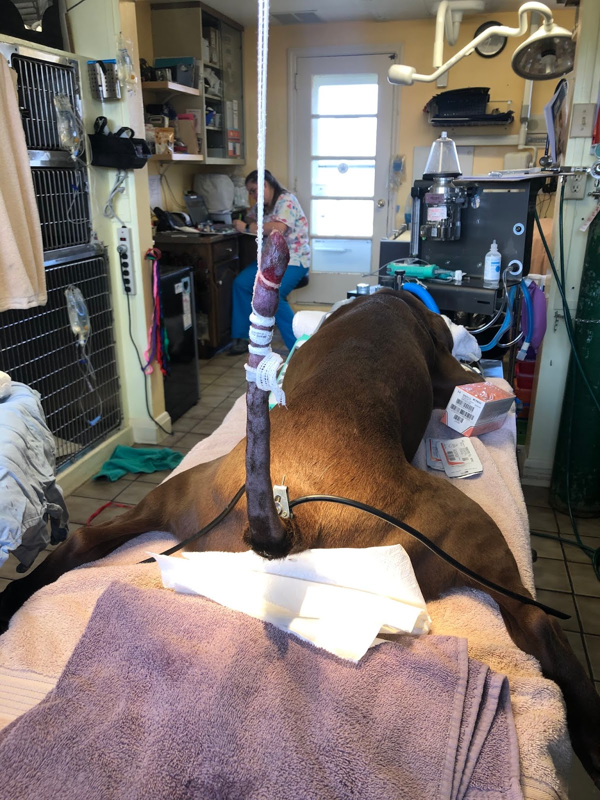 Protecting Your Tail'S Age: A Preventive Approach - n9ee5rz