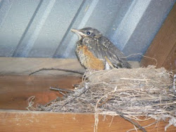 away fly robins meanderings
