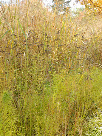 Panicum virgatum Switch grass autumn foliage Toronto Botanical Garden by garden muses-not another Toronto gardening blog