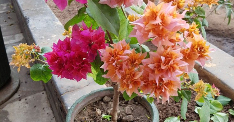 Panduan Mudah Menyilangkan Tanaman Bougenville Ciriciripohon Com