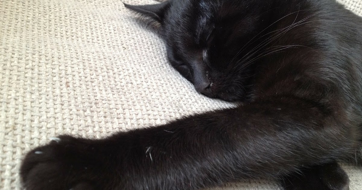 Cats and Crime: NASA names Perseverance rover landing site on Mars