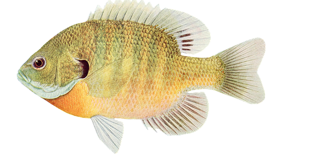 Resep Membuat Pecak Ikan Mujair : 144 Resep Pecak Ikan Mujair Enak Dan