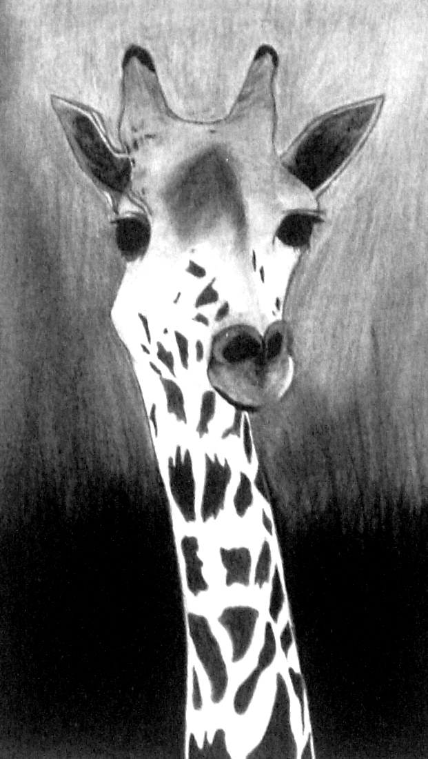 Simple Charcoal Drawings Of Animals