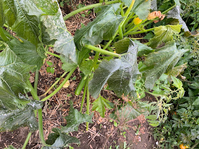 frost damaged zucchini plant