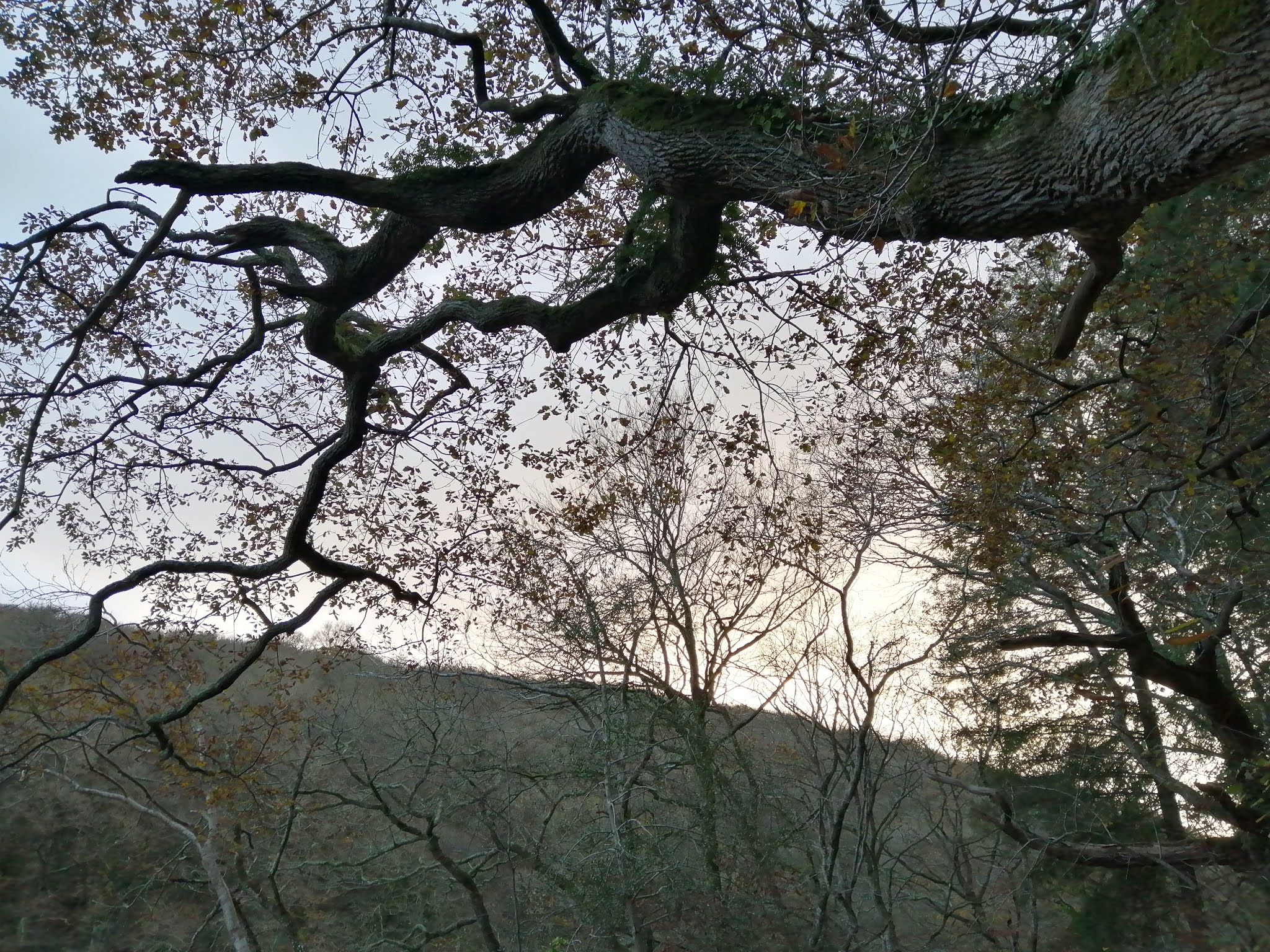Ancient trees at Lerryn Woods