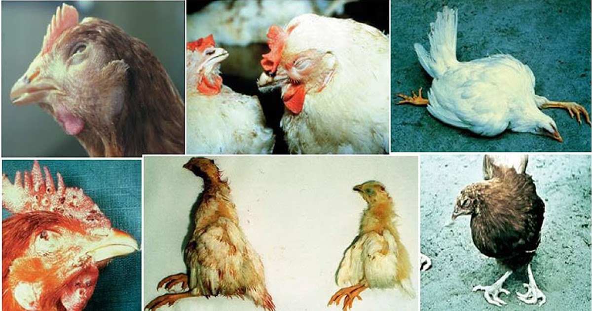 Prevention and management of poultry disease