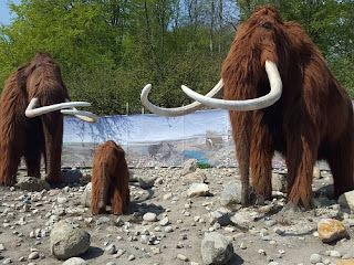 Using flawed reasoning, researchers claim that antibodies in mammoths reveal deep time. Consider this plus the problems of radiocarbon dating, there is reason for skepticism.