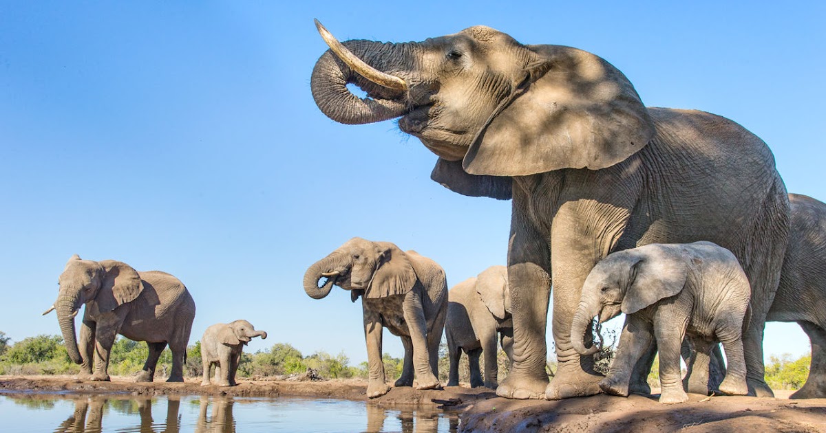 Combien De Temps Vit Un éléphant Les éléphants peuvent perdre l’équivalent de deux baignoires remplies d