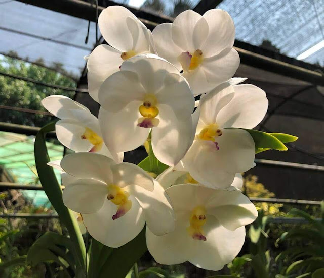 Orquídeas de Chiang Rim - Tailândia  
