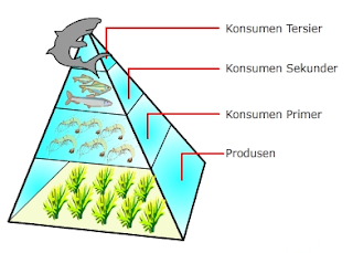Berbagi Pengetahuan: Piramida Ekologi