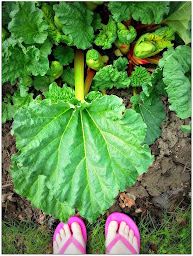 Waiting for Rhubarb Season