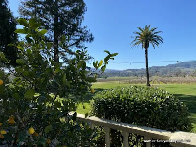 Canary Island palm at Chateau St. Jean Vineyards and Winery in Kenwood, California