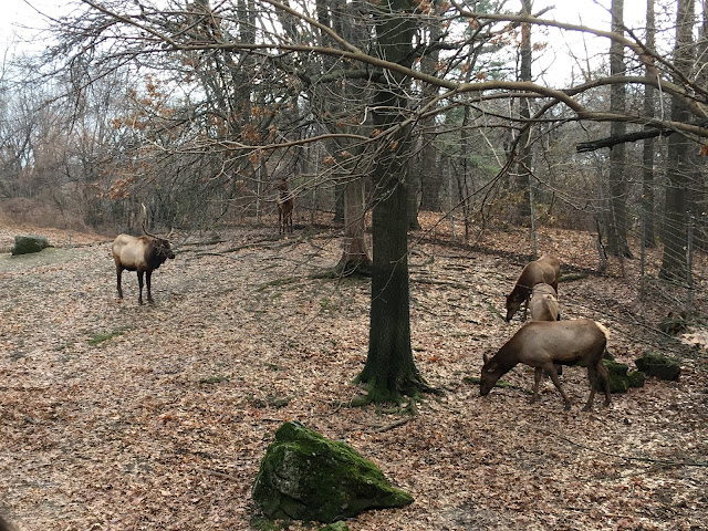 The Zoo Review: Zoo Review: WCS Queens Zoo