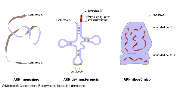 BIOLOGIA CELULAR (Leydi Gonzalez): hidratos de carbono y acidos nucleicos