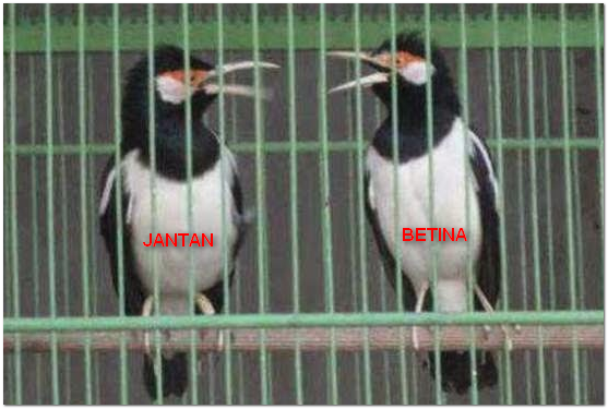 Cara Membedakan Jalak Suren Jantan dan Betina Tips Gacor Cara Membedakan Jalak Suren Jantan dan Betina Tips Gacor