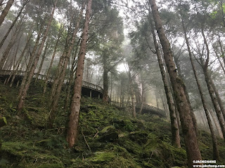 【宜蘭棲蘭】馬告生態園區之神木園-亞洲最大神木群聚落