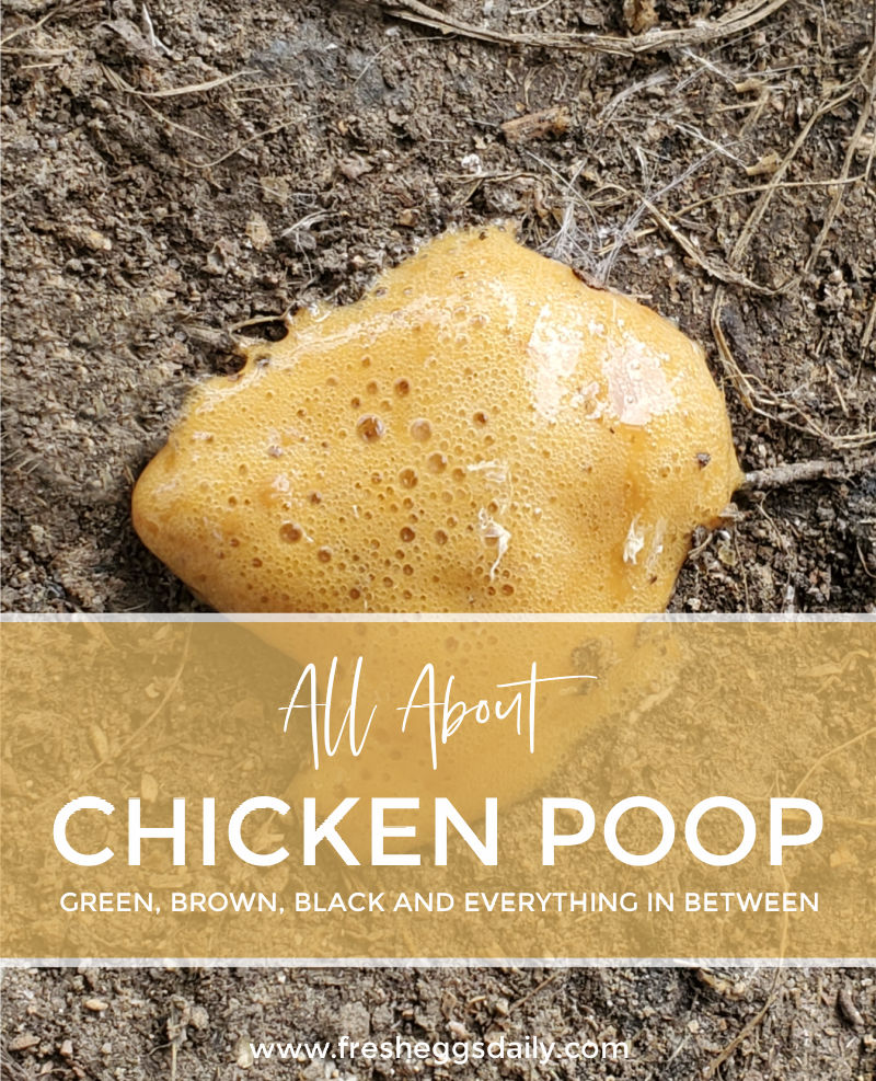 What Do Normal Chicken Droppings Look Like? Fresh Eggs Daily® with