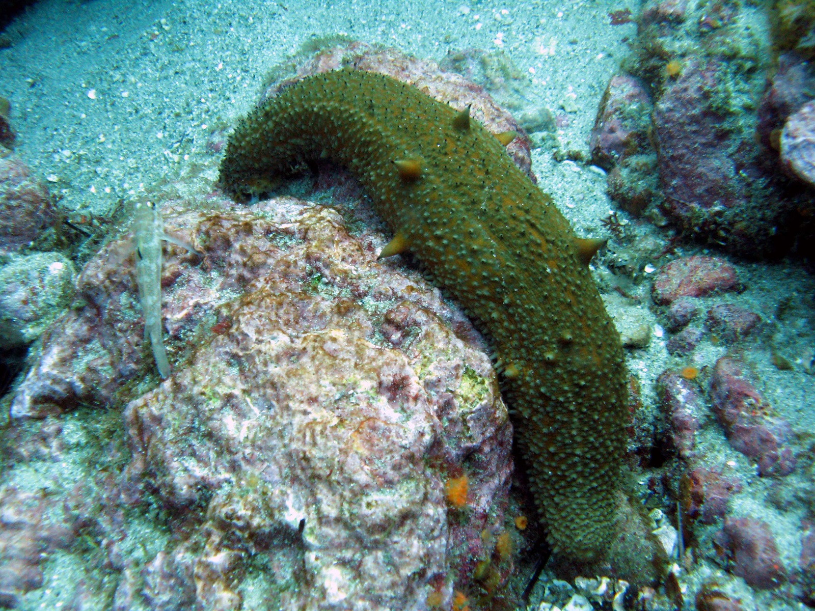 Real Monstrosities: Warty Sea Cucumber