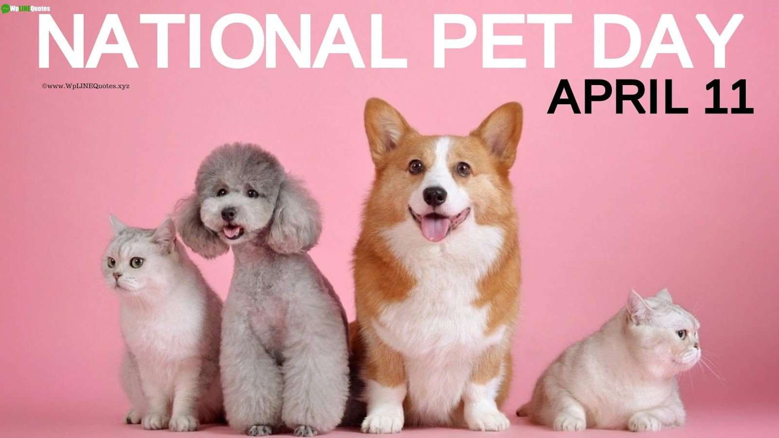 National Pet Day Quotes, Wishes, Captions, Message, Memes, Greetings, History, Facts, Images, Photos, Wallpaper National Pet Day Quotes, Wishes, Captions, Message, Memes, Greetings, History, Facts, Images, Photos, Wallpaper