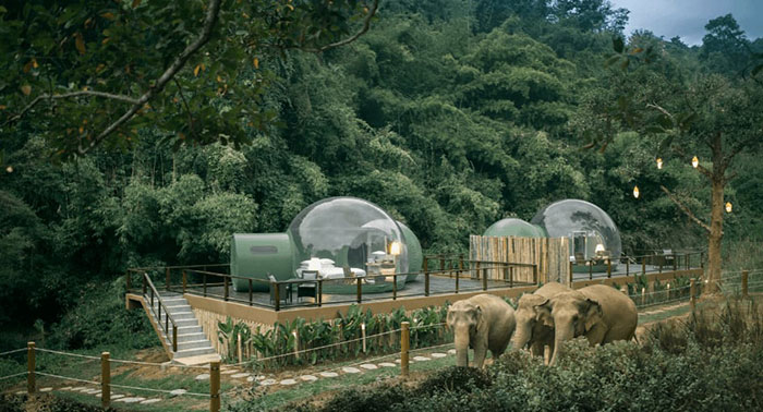 Transparent Bubble Rooms  with Stunning Jungle View 