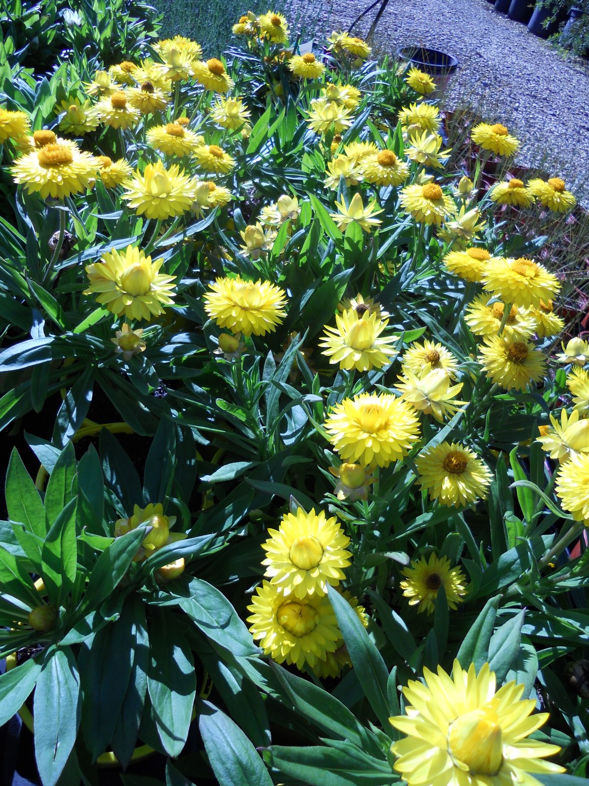 Gondwana Nursery: Bracteantha Totally Yellow at Gondwana Nursery