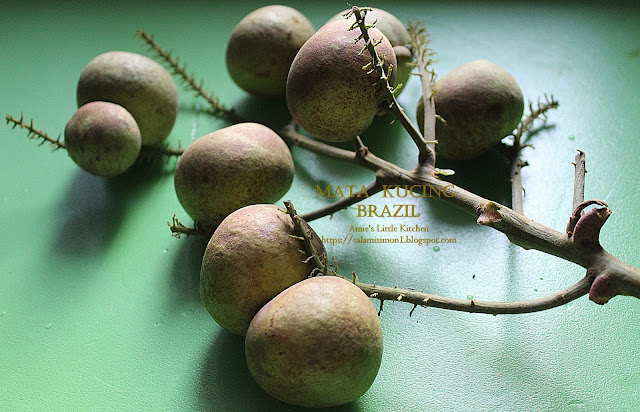 Buah Mata Kucing Brazil