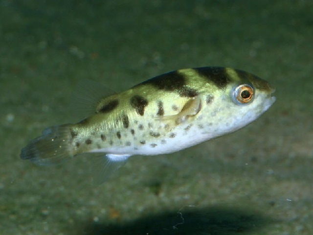 Gambar Ikan Buntal Lucu dari Jenis Air Laut tidak Beracun