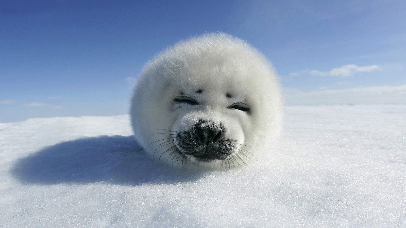 http://1.bp.blogspot.com/-9P-9RDH2QmA/UDe9ClmO0uI/AAAAAAAABBM/2uwTzjNsC6I/s1600/hd-baby-seal-wallpaper-with-a-baby-seal-resting-on-the-snow-hd-seals-wallpapers-backgrounds-pictures-photos.jpg