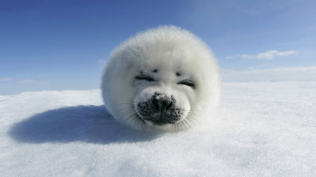 Beautiful animal photo of a cute baby seal resting on the snow