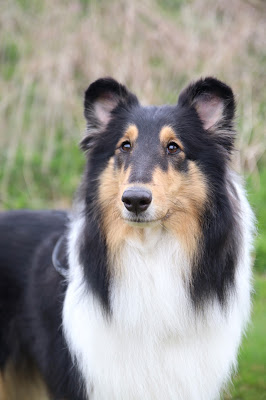 Pitkäkarvainen collie, Markhill's Dreaming Of You