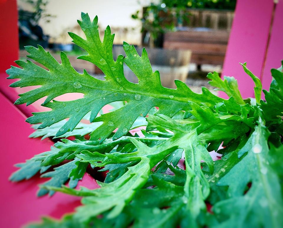 The Spices Of Life . . . Canh Tần Ô Nấu Chả Tôm (Chrysanthemum Greens