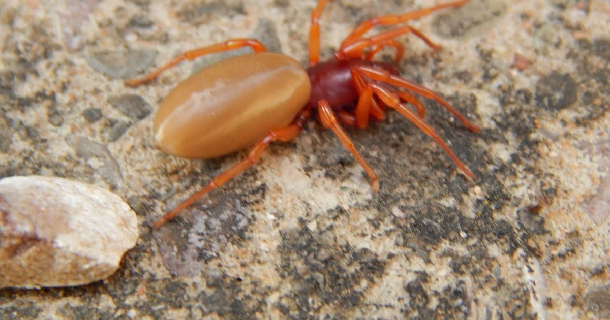 Woodlouse Spider