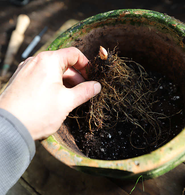 Winter Gardening Ramps Up - Book Reviews Pour In Winter Gardening Ramps Up - Book Reviews Pour In