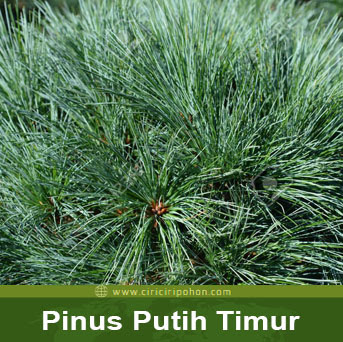 ciri ciri pohon pinus putih  timur