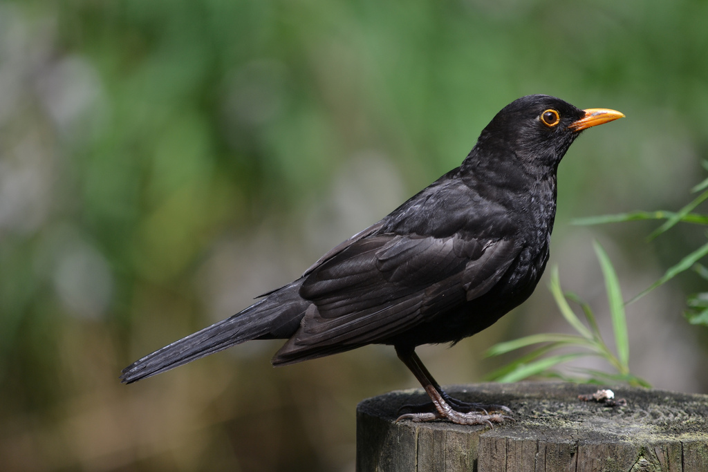 Common blackbird Amazing Pets For You