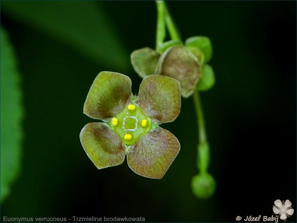 Euonymus verrucosus - Trzmielina brodawkowata kwiat