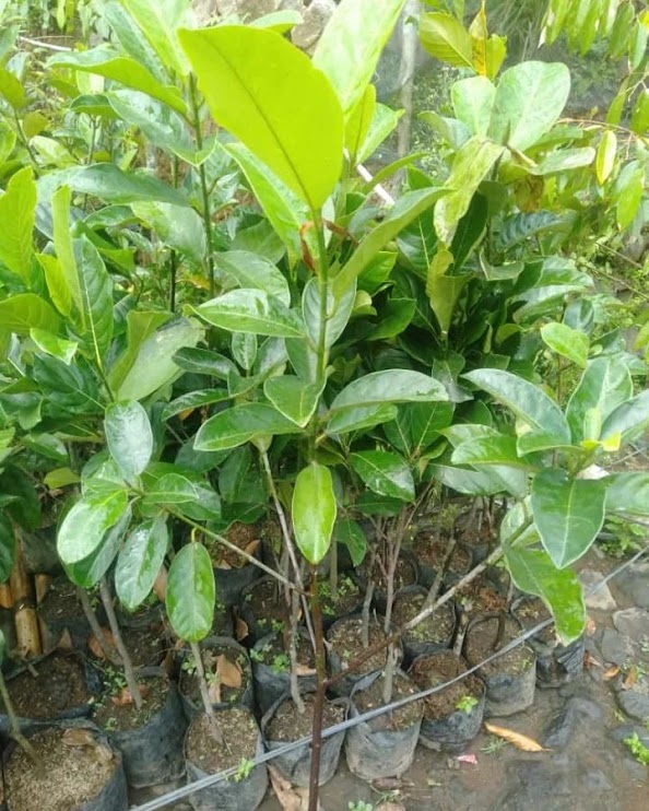 bibit pohon cempedak cocok buat koleksi kebun Mendo Barat