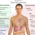 What are the symptoms of Kidney Infection?