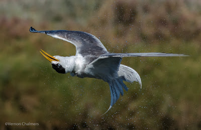 Canon EOS 7D Mark II AF System Application For Birds in Flight Photography Canon EOS 7D Mark II AF System Application For Birds in Flight Photography
