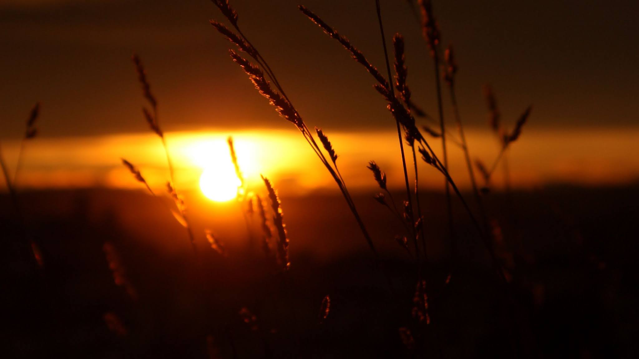 Nature Sunset Grass Field Evening