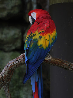 Macaw Duplicate; Mode Multiply; Opacity 50% Macaw Duplicate; Mode Multiply; Opacity 50%