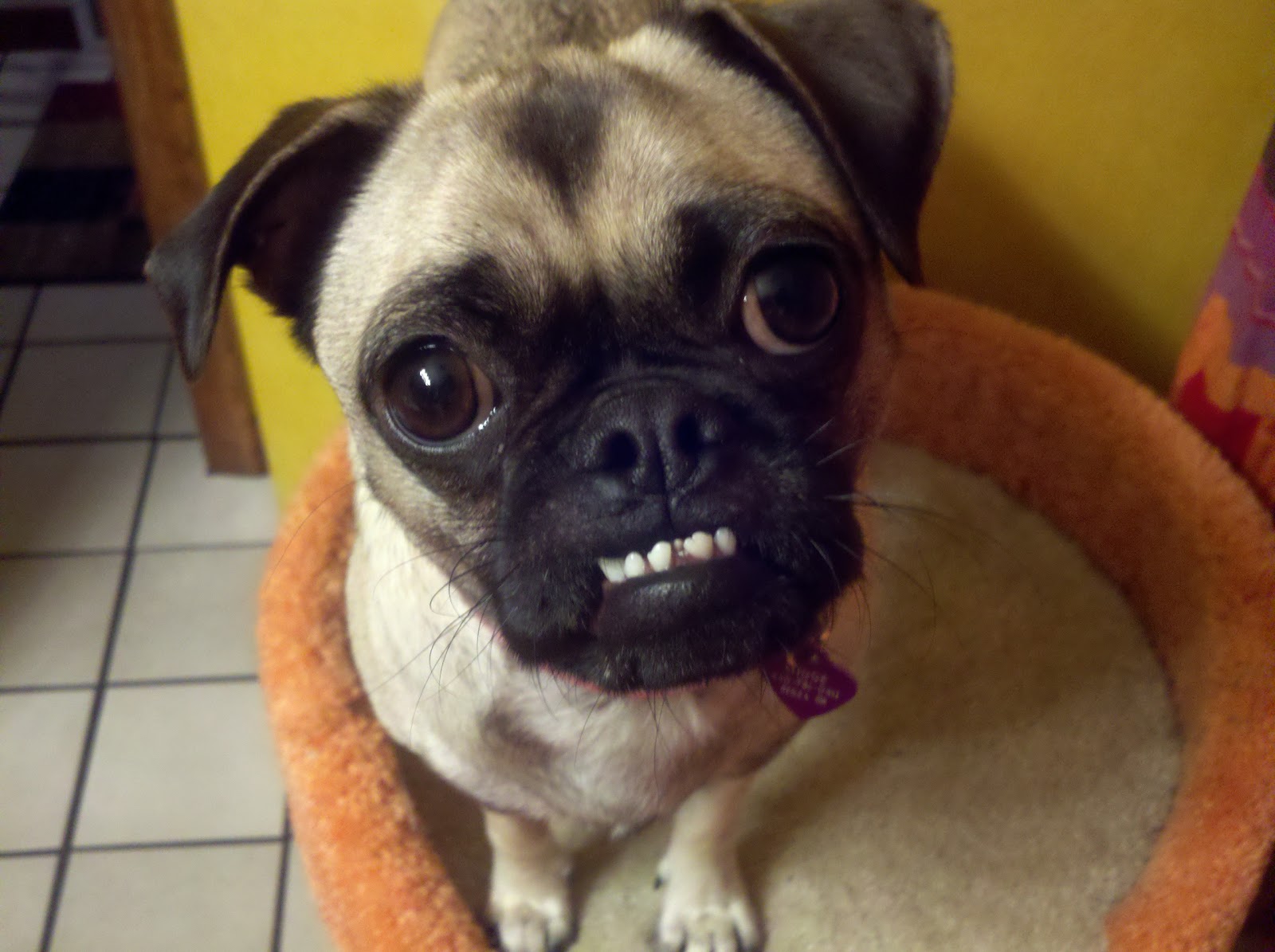 Rugs and Pugs: Pug Updates