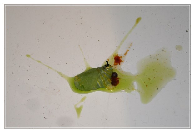 Hari Ini Saya Belajar: HISB: Ulat beluncas --> Rama-rama