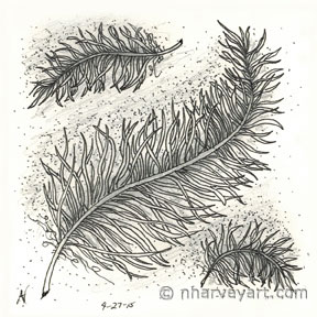 feathers zentangle zen doodle ink pencil drawing sketch